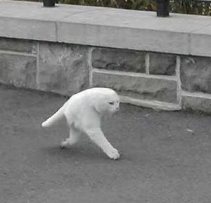 Meet your Posher, Snaz